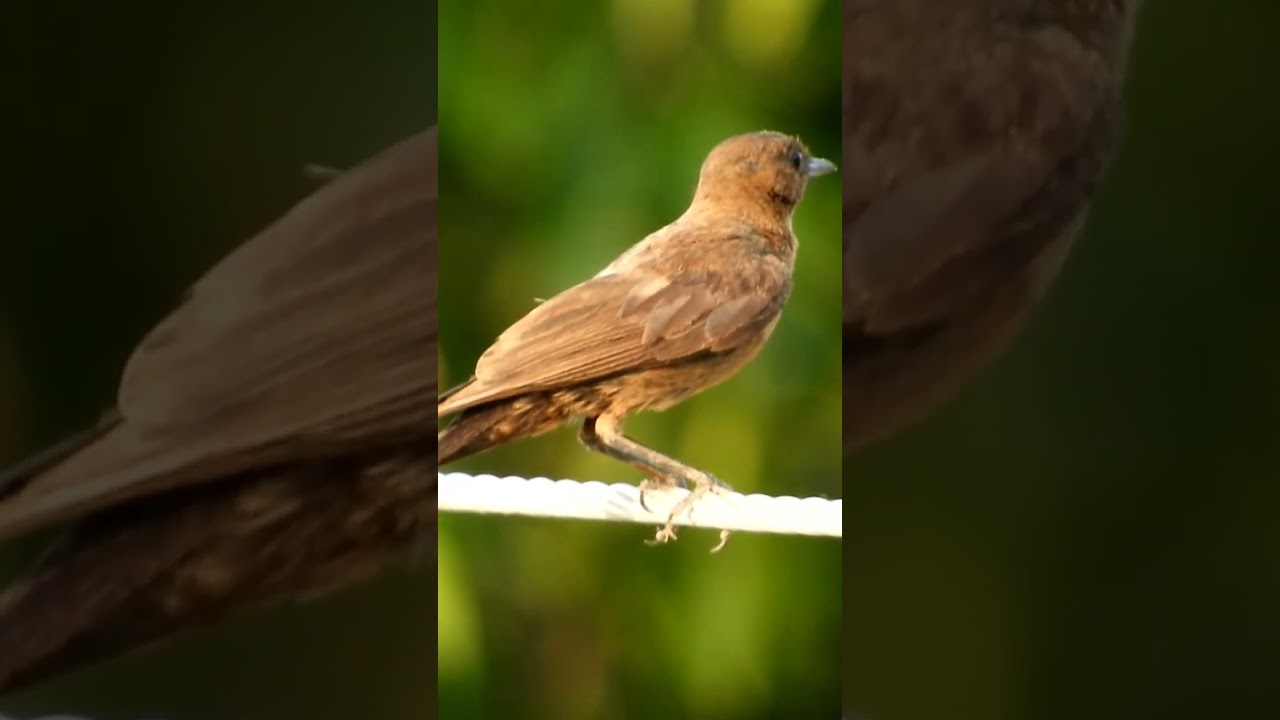 Brown Rock Chat