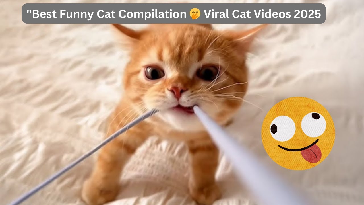 Best Funny Cat Compilation 🤭 Viral Cat Videos 2025 - YouTube