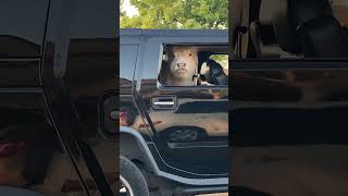 Baby Cow Enjoys The View Through Car Window!