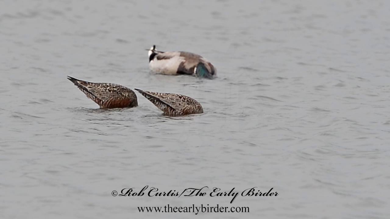 HUDSONIAN GODWIT foraging.  Limosa haemastica