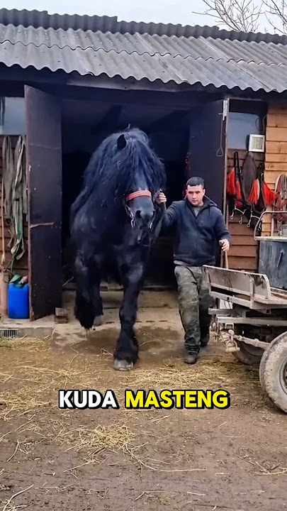 Fakta Unik Kuda Mustang. #alam #kuda