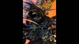 White Voodoo #2