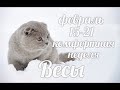 ♎ВЕСЫ✨15-21 февраля 2021/Таро-прогноз/Таро-Гороскоп Весы/Taro_Horoscope Libra/Winter 2021.