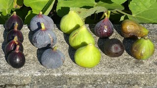 152# Pourquoi je crée une pépinière d'arbres fruitiers ?