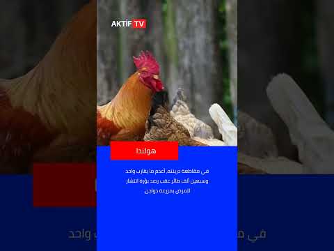 هولندا تفرض إغلاق ا إلزامي ا على جميع مزارع الدواجن وتشدد إجراءات الوقاية من إنفلونزا الطيور