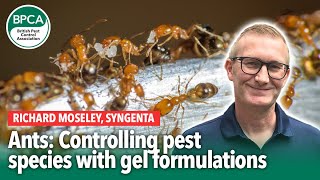 Ants: Controlling pest species with gel formulations