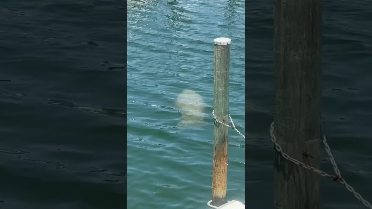 The strange things that you can see in the water in Miami  
