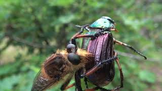 【ASMR】Robber fly eats Mimela splendens