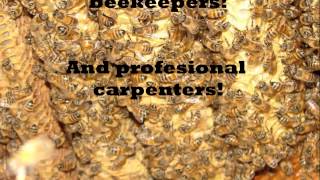 Caney City, Texas  AA Bee Removal Experts, Caney City, Texas