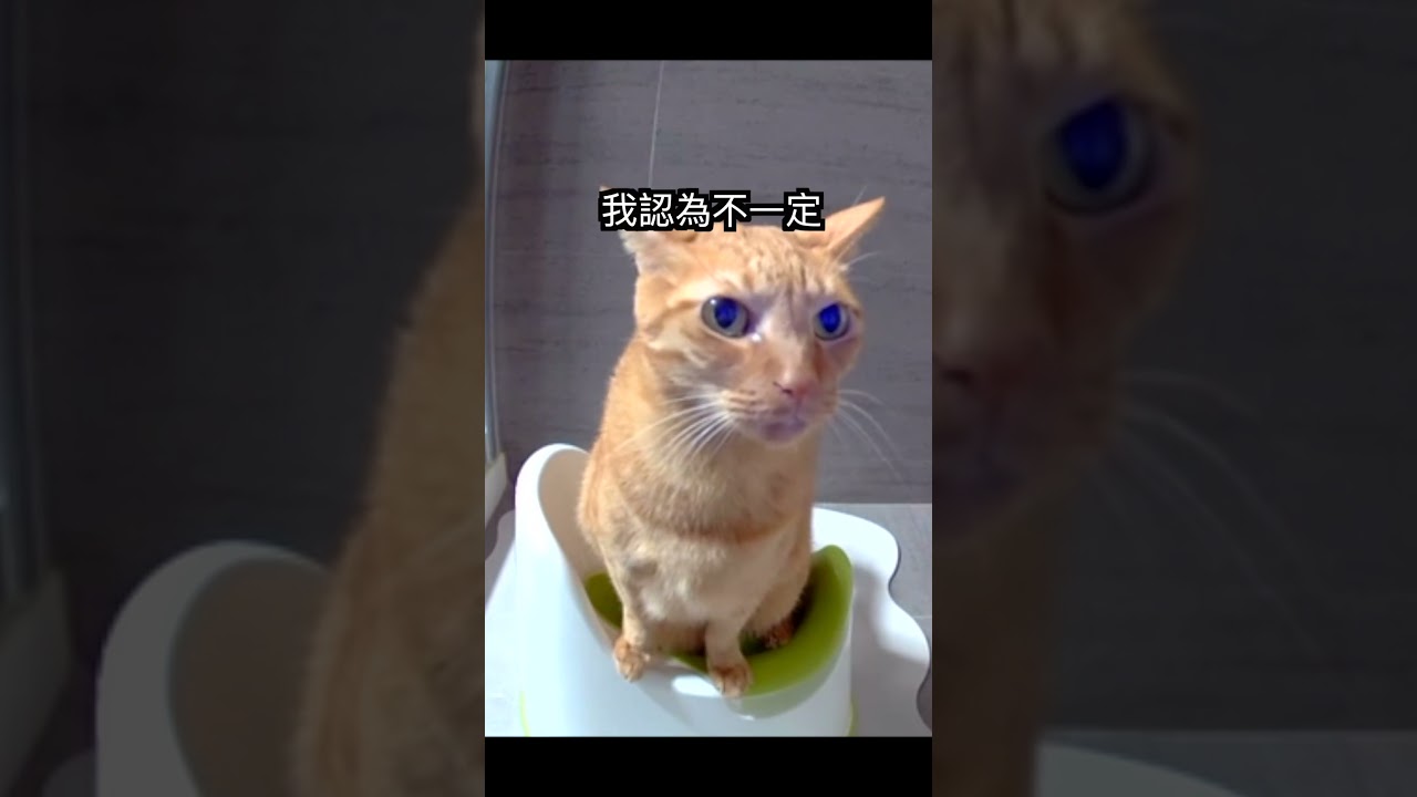 貓一天尿尿幾次是正常呢? 縮圖