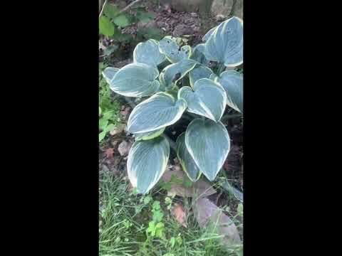 Video: Heucherella'nın Bakımı - Bahçede Heucherella Yetiştirme İpuçları