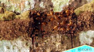 Termites Rebuilding A Tunnel