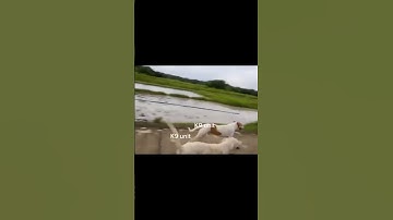 #codmclips #codm #callofdutyonlineclips #codmobile #callofduty #codmobilegaming #codmfunnyclips