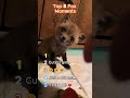 TOP 5 FOX MOMENTS! #animalvideos #cute #funny #animals #fox #foxes #cats #cat #dog #fyp #funny #vid
