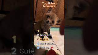 TOP 5 FOX MOMENTS! #animalvideos #cute #funny #animals #fox #foxes #cats #cat #dog #fyp #funny #vid
