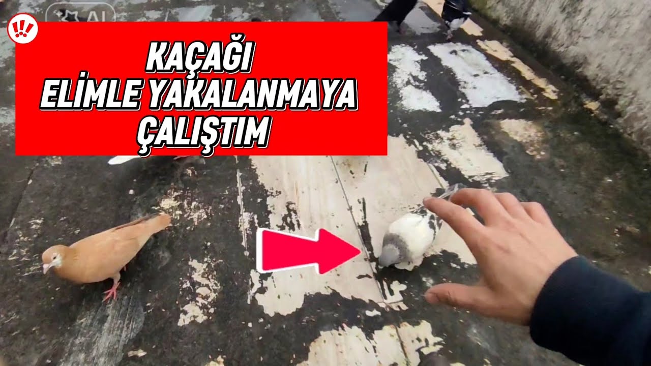 KAÇAK KUŞU ELİMLE YAKALAMAYA ÇALIŞTIM 