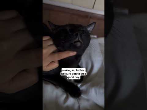 every day's a good day with cats #cats #goodday #goodmorning