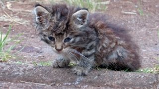 Хороший человек спас котенка от гибели!