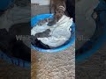 Happy Mama Sky and baby puppies! #moving #puppies #cleaning #new home #happymama #puppy-raising
