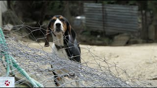 Life Of Dogs A Minority Report