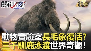 關鍵時刻精選│動物實驗室長毛象將復活？三千馴鹿泳渡世界奇觀！-劉寶傑 朱學恒 馬西屏 黃創夏 王瑞德 黃世聰