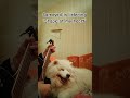 #samoyed #samoyeddog #guitar #sting