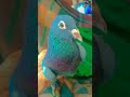 Hara madrasi..#. Sahid Nagar pigeon shop 🕊️
