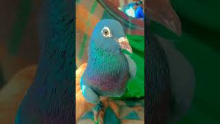 Hara madrasi..#. Sahid Nagar pigeon shop 🕊️