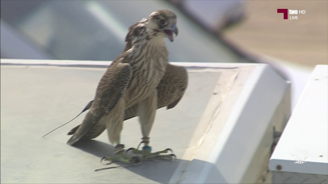 مشهد للمتأهل الاول في بطولة هدد التحدي 2020 / مهرجان مرمي