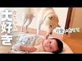 赤ちゃん大好き柴犬!朝の準備が進まない理由は・・ーAKEEYO 車内見守りカメラSMILEー