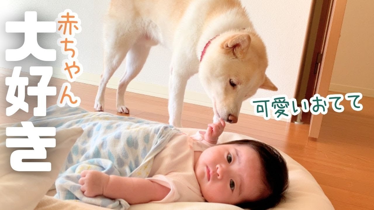 赤ちゃん大好き柴犬！朝の準備が進まない理由は・・ーAKEEYO 車内