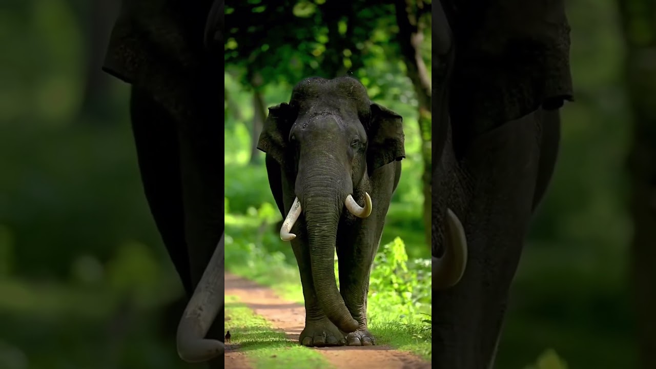 Animal Transformations: From Tiny to Huge! 🐾✨ 