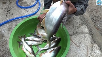 151 | Thả câu cá tra bằng chai nhựa | Fishing