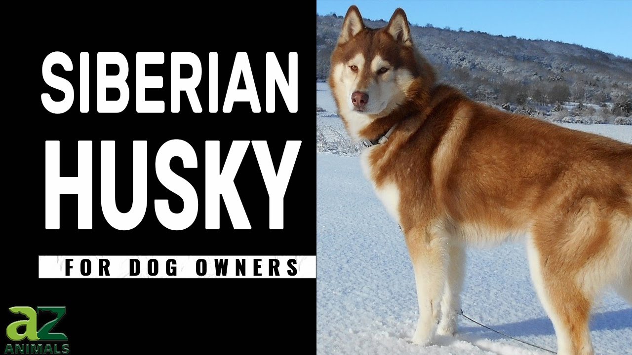 The "SubZero Wolf Dog" Siberian Husky Breed Guide Pros & Cons