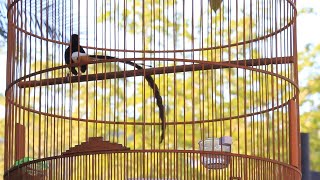 hyper  ( บินหลาดง , White-rumped shama ,Murai batu)