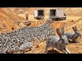 They Released Millions of Rabbits Into a Desert, See What Happened Next