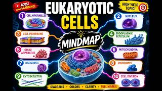 Eukaryotic Cell Mind Map |  | Cell Structure &amp; Organelles Explained | Class 9, 10, 11, 12 |
