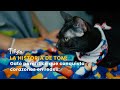 La historia de Tom: Gato paralítico que conquista corazones en redes – TvAgro por Juan Gonzalo Angel