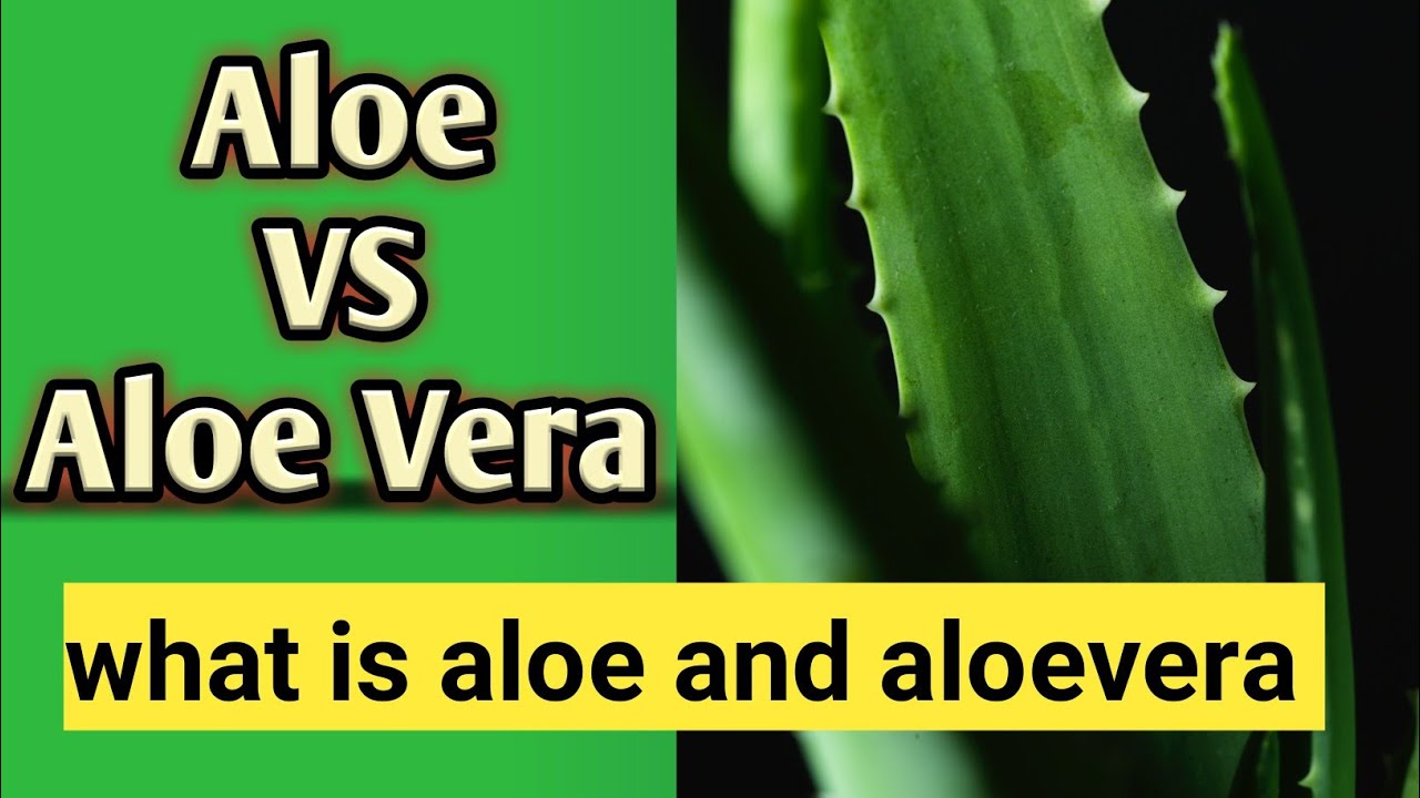 Aloe VS Aloe Vera plant difference between aloe and aloe Vera