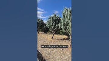 تلاوة خاشعة من سورة الإسراء للشيخ يوسف العيدروس  #قرآن #سورة_الإسراء
