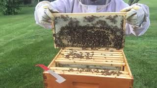 Switching hive beetle traps
