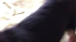 初めてのボーロおやつ