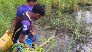 Fishing Technique - Amazing Poor Children Catch Fish Using Jbob Spearfishing | Cambo Trap Fishing