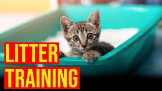 How To Train kittens To Use The Litter Box/All Cats