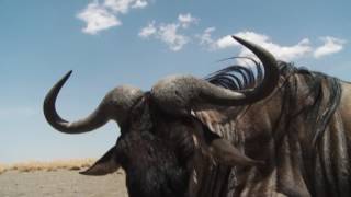 White Bearded Wildebeest