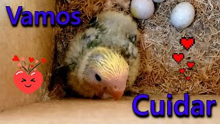 Agapornis Selvagem O Filhote Do Ninho - Pets Na Net