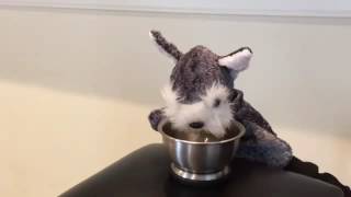 Homeward Bound Schnauzer Rescue   Millersville,, MD