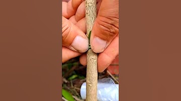 Easy and Simple method off grafting  #shorts #grafting #mango grafting