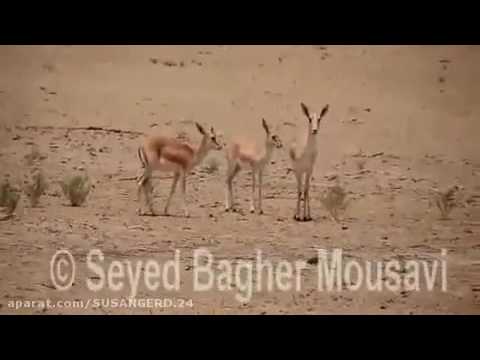 غزلان الاحواز آهو غزال ریم کرخه Reem 