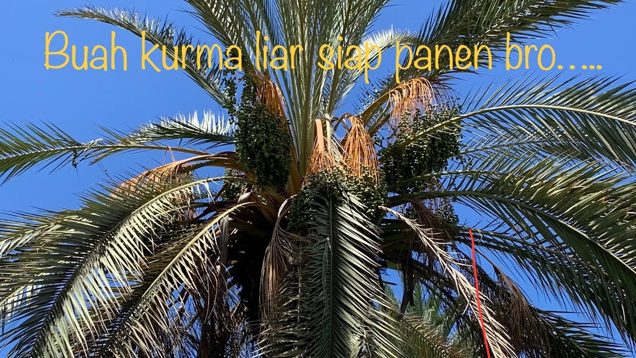 MEMETIK BUAH KURMA LANGSUNG DARI POHONYA |pohon kurma liar